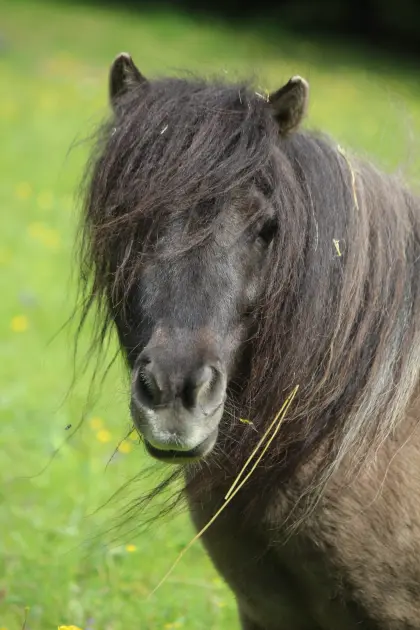 Original Minishetlandpony Stute