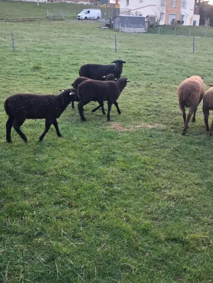 Jura Lämmer männlich