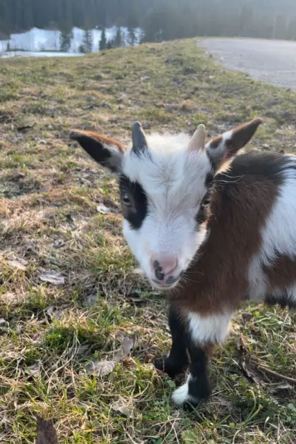 Mehrere Tauernschecken Böcke zum Abgeben