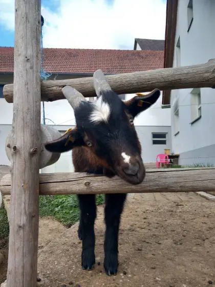 Junger, zutraulicher Tauernscheckenbock