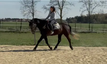 Sportlicher 5-jähriger Warmblutwallach