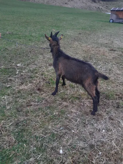 Pinzgauer Ziegen
