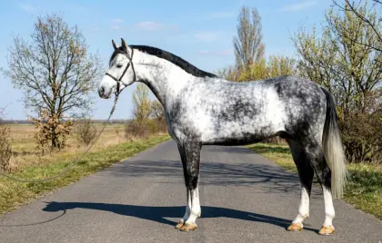 Ungarisches Warmblut-Wallach Poker