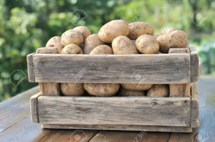 Kartoffel Saatgut Original Zuzanna