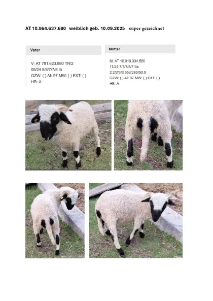 Walliser Schwarznasenschafe