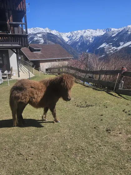 Shetlandpony Hengst