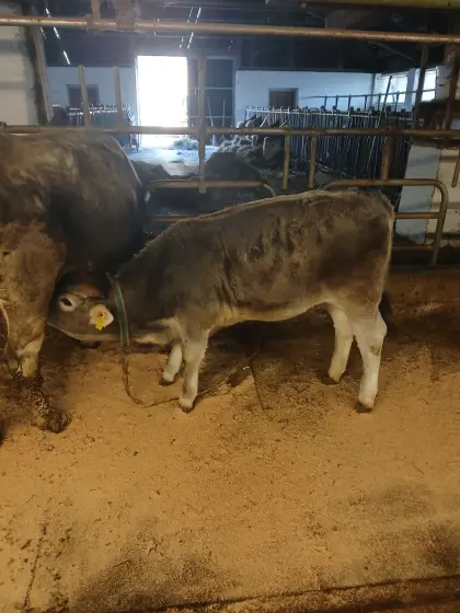 Original Grauvieh Kuh und Kalb