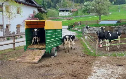 Viehanhänger mit Plane