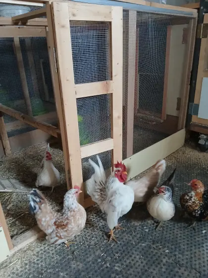 Bruteier von Serama, Zwerghühner