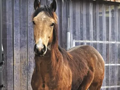 Quarter Horse Hengst Jährling