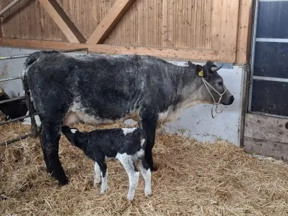 Mutterkuh 2 Jahre mit Kuhkalb zu verkaufen