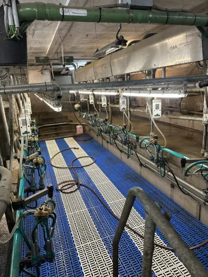 GEA Fischgrät Melkstand 2x6