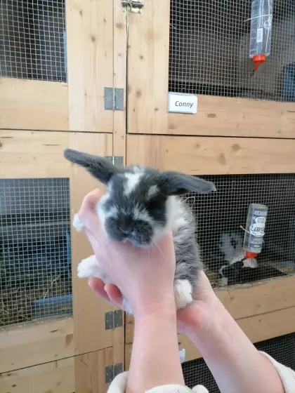 Zwergkaninchen Minilop Zwergwidder