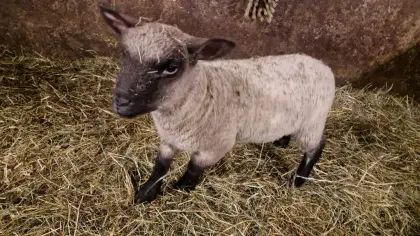 Shropshire Bocklämmer