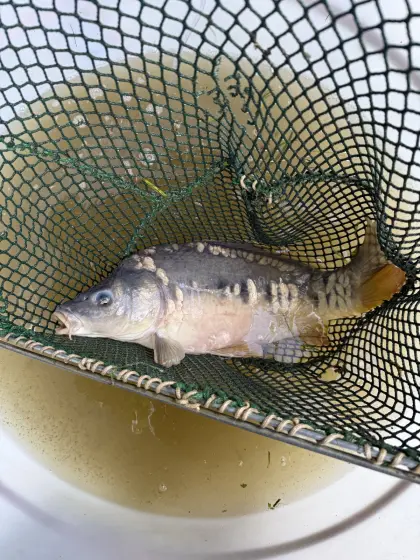 Karpfen und Amur von bis zu 5-6 kg zu verkaufen