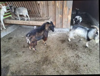 Ziegen zu verschenken