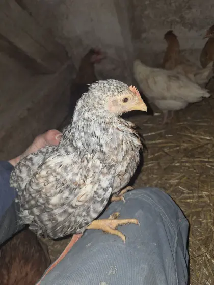 3 Reinrassige Bielefelder Hähne