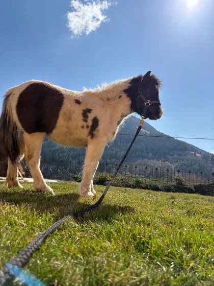 Shetty - Mini Shetty Mix