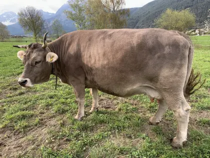 Verkaufe Original Braunvieh Kuh förderfähig.