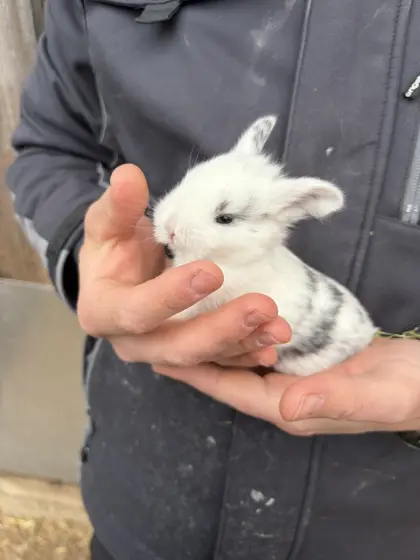 Zwerghasen, Zwergrex, Rexkaninchen, Zwergwidder