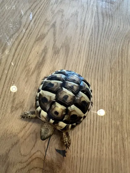 Griechische Landschildkröten