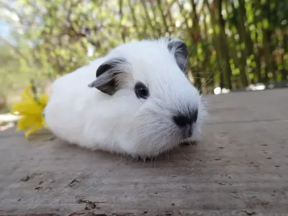 Glatthaar-Meerschweinchen Unifarben und California