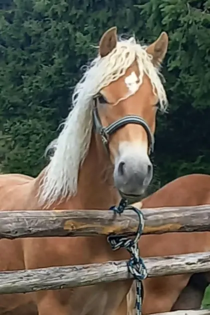 Haflingerhengst