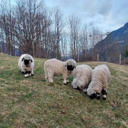 Verkaufe Walliser Schwarznasenlämmer aus HB-Zuchtbetrieb