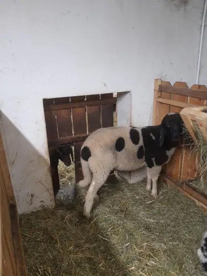 Gescheckter Bergschaf-Widder