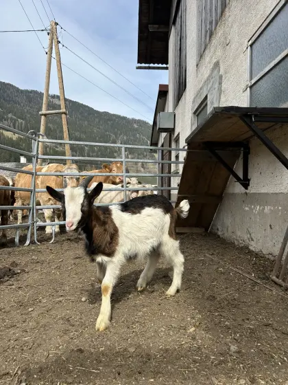 Tauernschecken Böcke