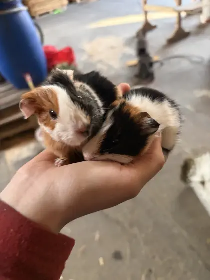 Verkaufe drei Baby-Meerschweinchen