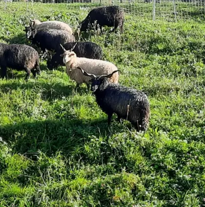 Ungarischer Zackelschaf-Widder