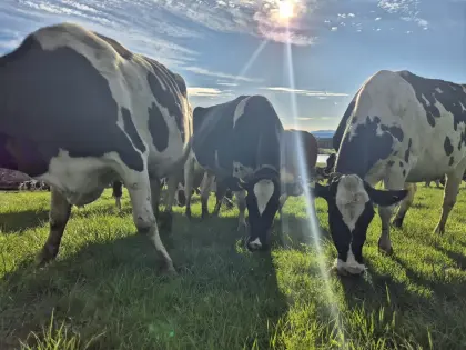 Bio HF Kühe in Milch Heu AMS