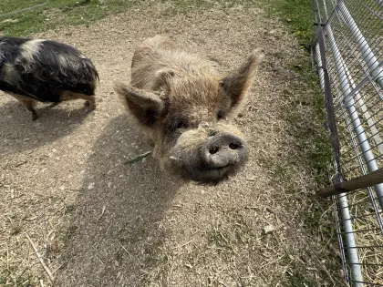 KuneKune Zuchteber