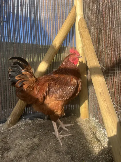 Junger Rhode Island Hahn