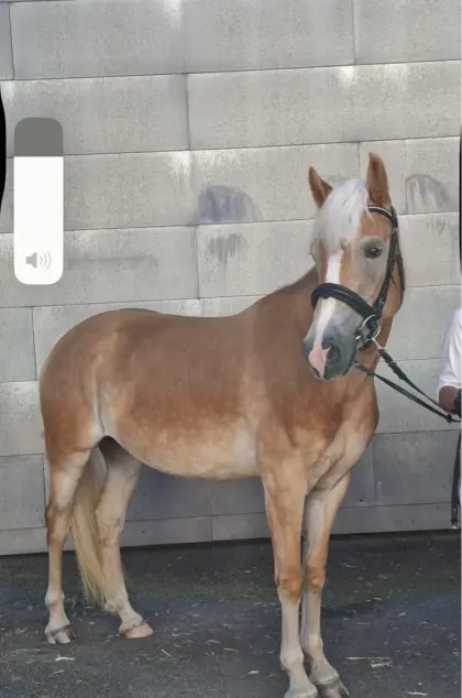 Typvolle 4-jährige Haflinger Stute