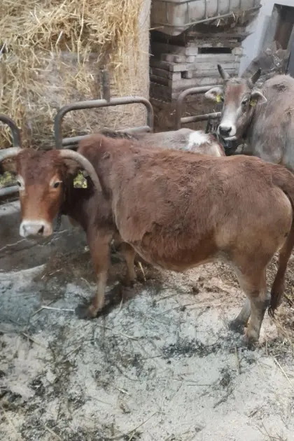 Zebu