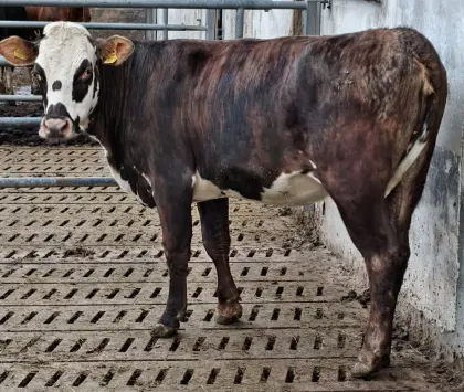 Verkaufe trächtige Bio Braunvieh/Normande Kalbin