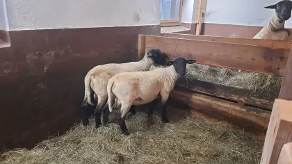 Suffolk Jungwidder Bio HB Tiere