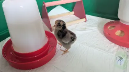 Zwerg-Wyandotten-Küken