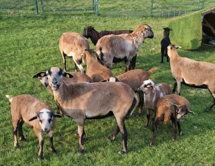 Kamerun ganze Herde zu verkaufen