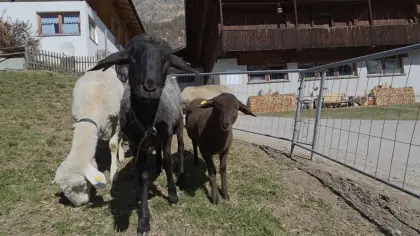 Muttertier mit weiblichem Jura Kreuzungslamm