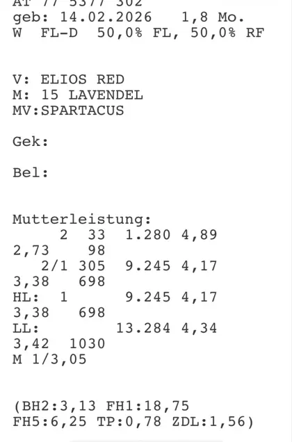 Verkaufe Zuchtkälber