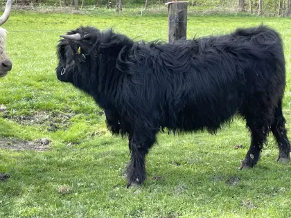 Hochlandrinder Zuchtstier