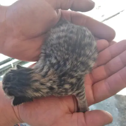 Kätzchen im Mai abzugeben