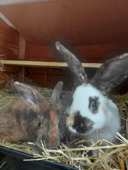 Mix-Kaninchen