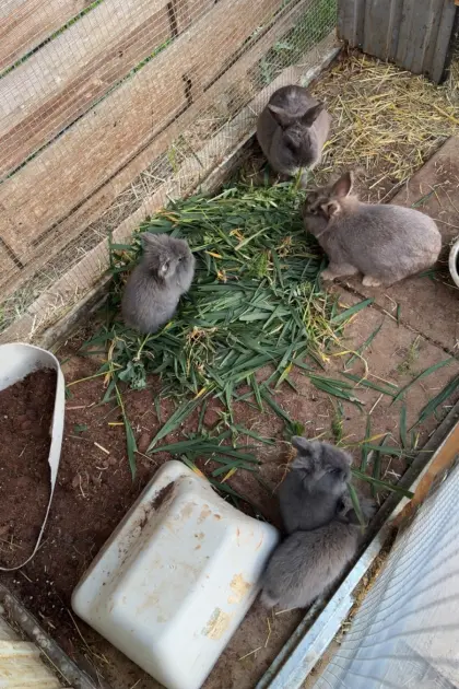 Möhrenkopf Zwergkaninchen