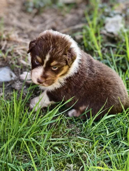Australian Shepherd mit Ahnentafel