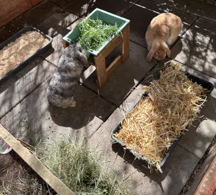 Kaninchenbabys zu vergeben (Schlappohren)