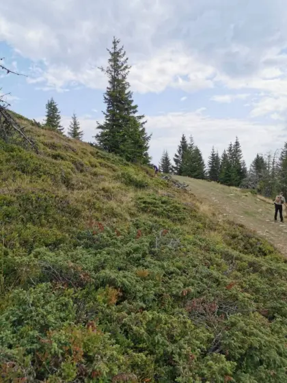 Almweidefläche ab Mai 2026